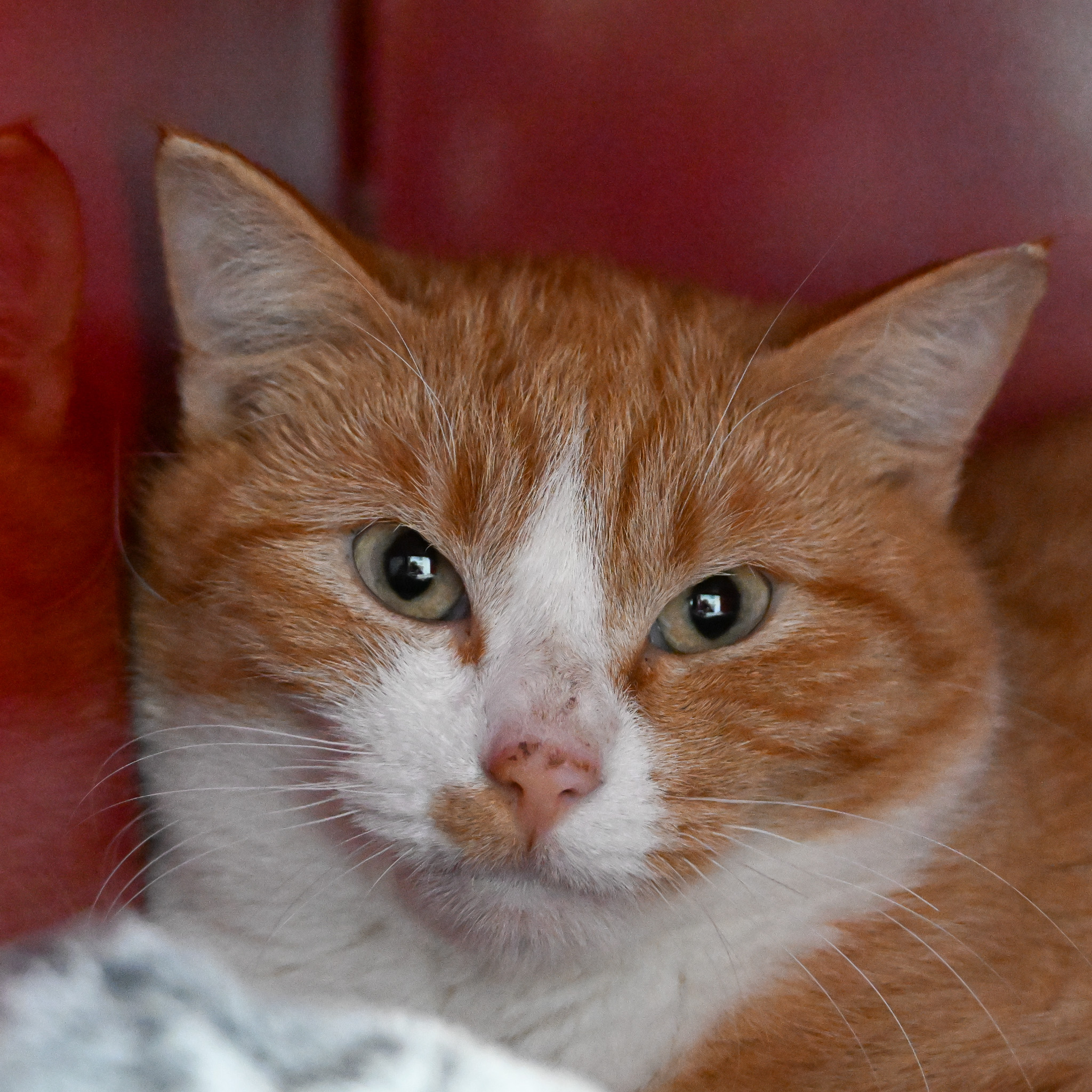 Cheez Whiz Tanya (3)