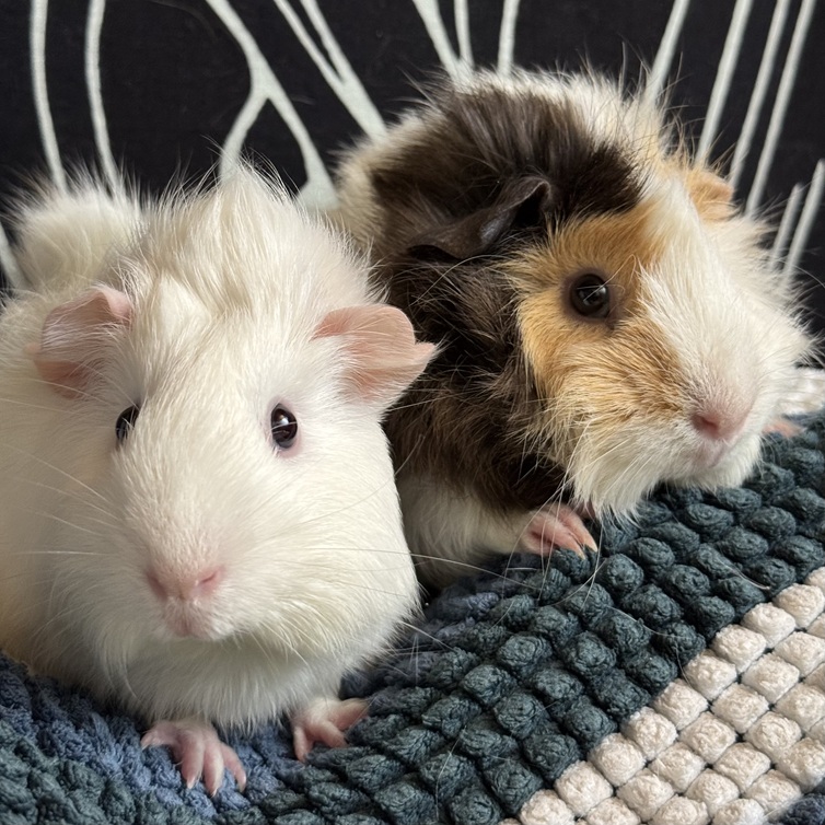 Felicity A2000402145 & Cressida A2000402118a