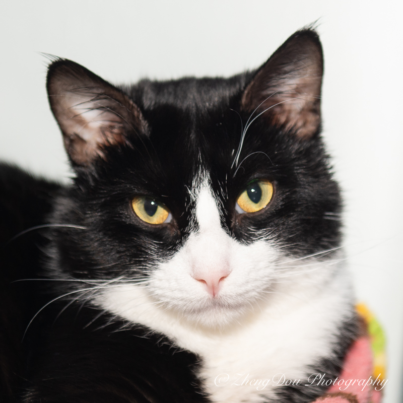 Fievel Zheng Dou (1)