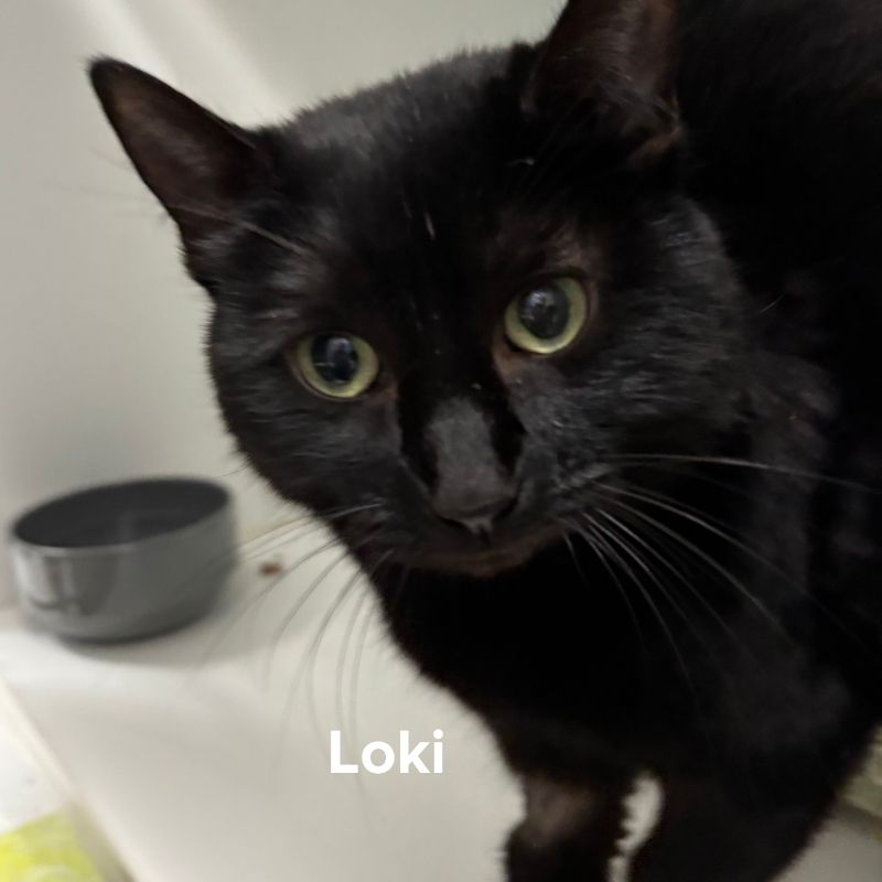 Loki (1)