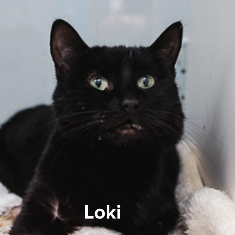 Loki (2) Hold Fast