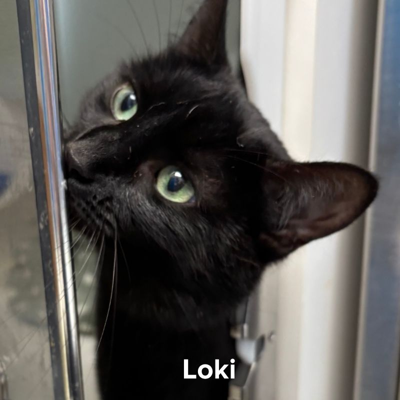 Loki (3)