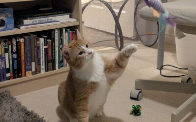 Enrichment for Your Cat: “Catify” Your Space!