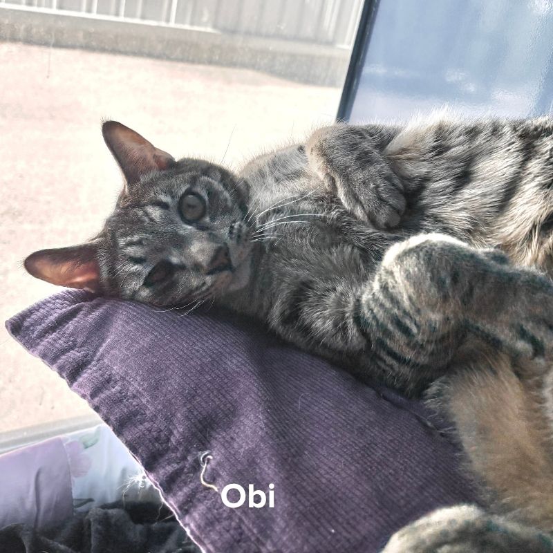 Obi (2)
