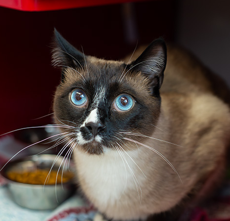 Ocean Missalenius (1)