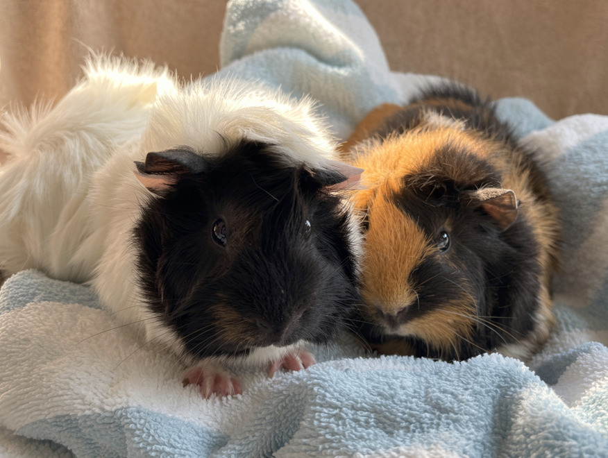 Oreo A2000385650 & Lucky A2000385651