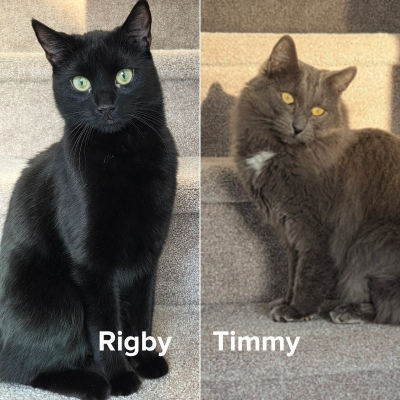 Rigby Timmy feature