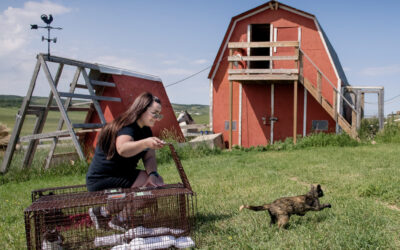 Trap-Neuter-Release: What Is TNR and Why Is It Effective?