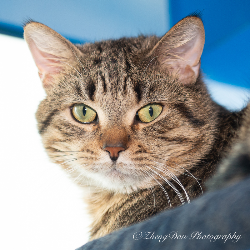 Varden Zheng Dou (1)