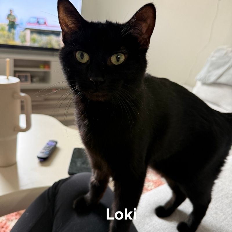 Loki (2)