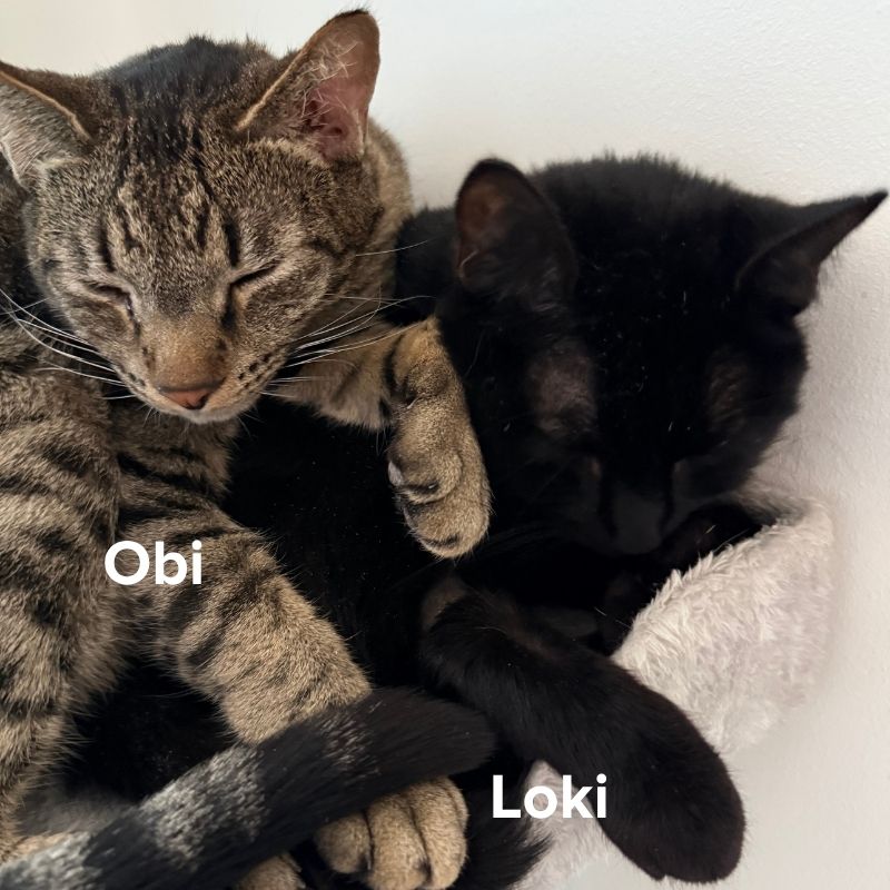 Obi Loki