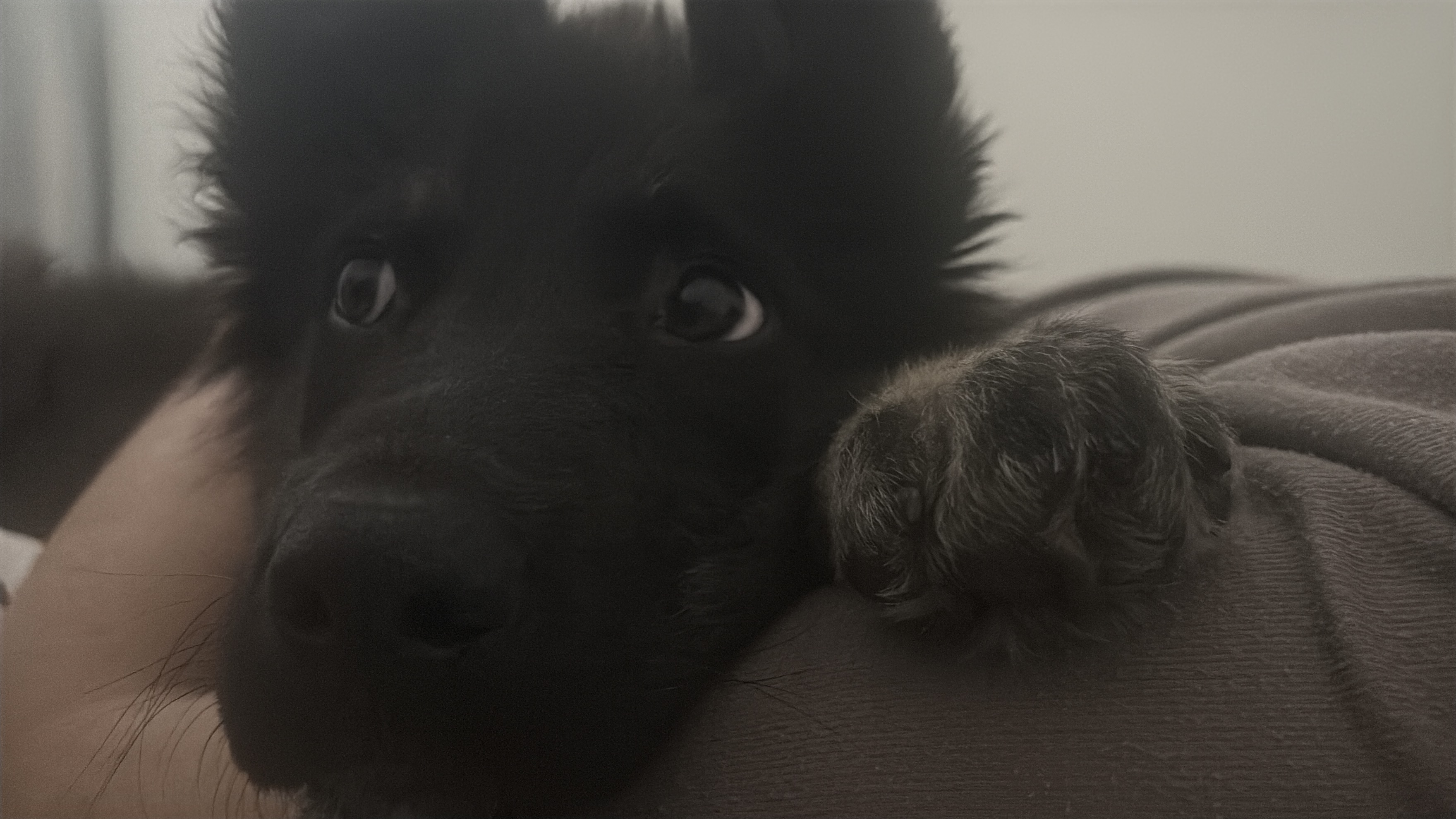 Holden (3)
