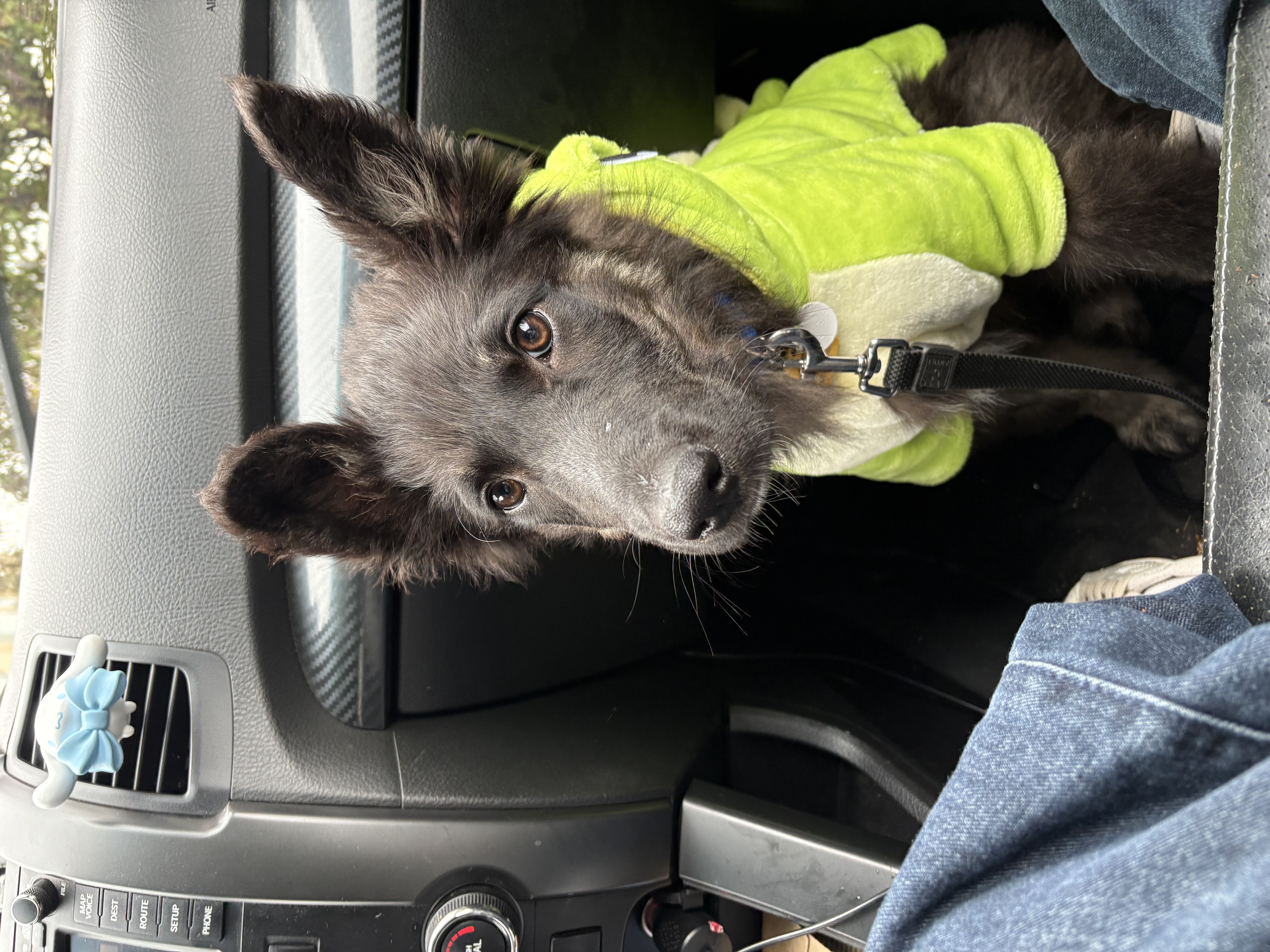 Holden (5)