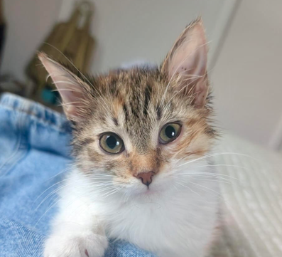Kiki