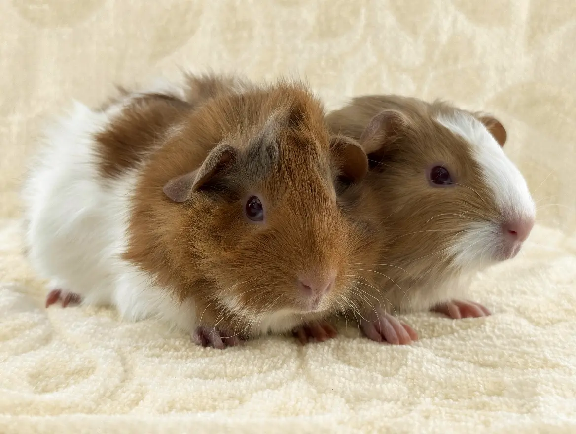 Larry A2000413868 & Curly A2000413871b (1)