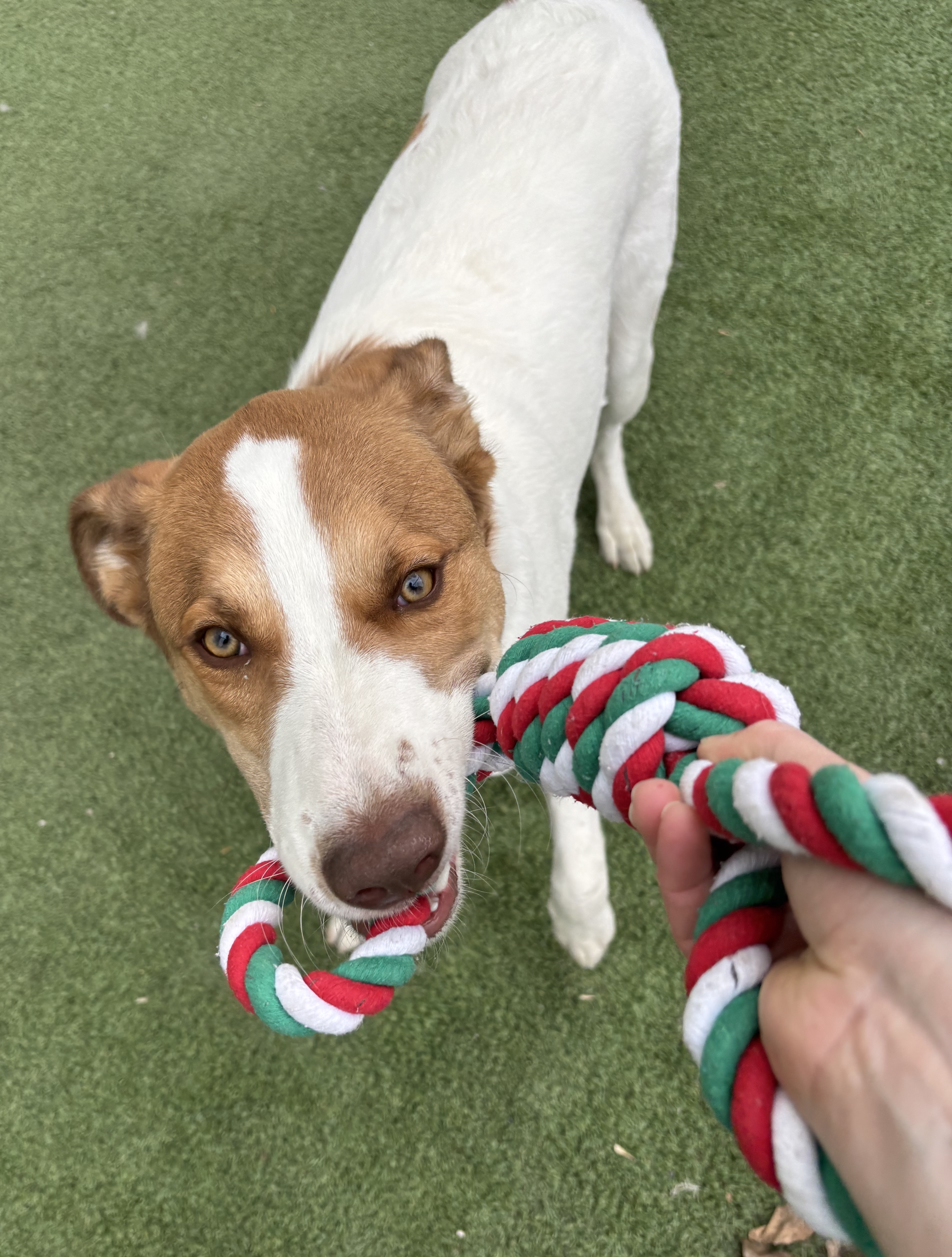 Quillie (2)