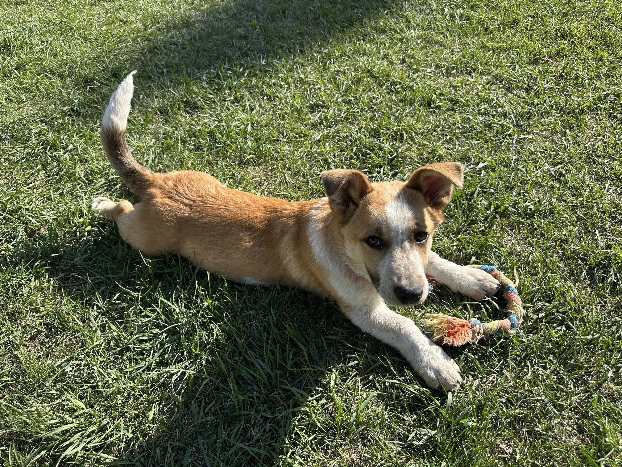 Benji (1)