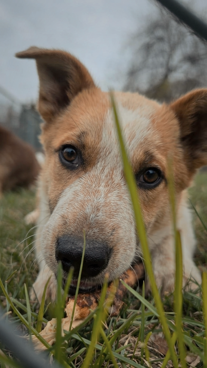 Benji (1)